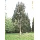 EUCALYPTUS FRAXINOIDES - WHITE ASH